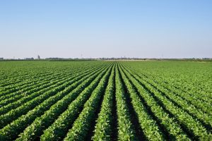 soybean-field